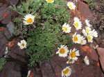 Dwarf Mountain Fleabane