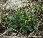 Woodland Draba