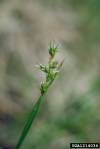 Dryspike Sedge