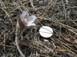 Pasque Flower