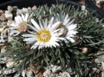 Easter Daisy, Townsendia hookeri