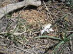 4/7/2012 Sand Lily (Jim E)