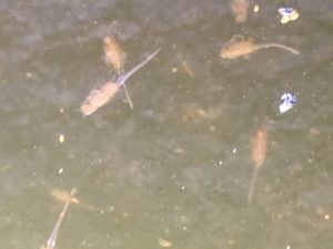 Colorado Fairy Shrimp