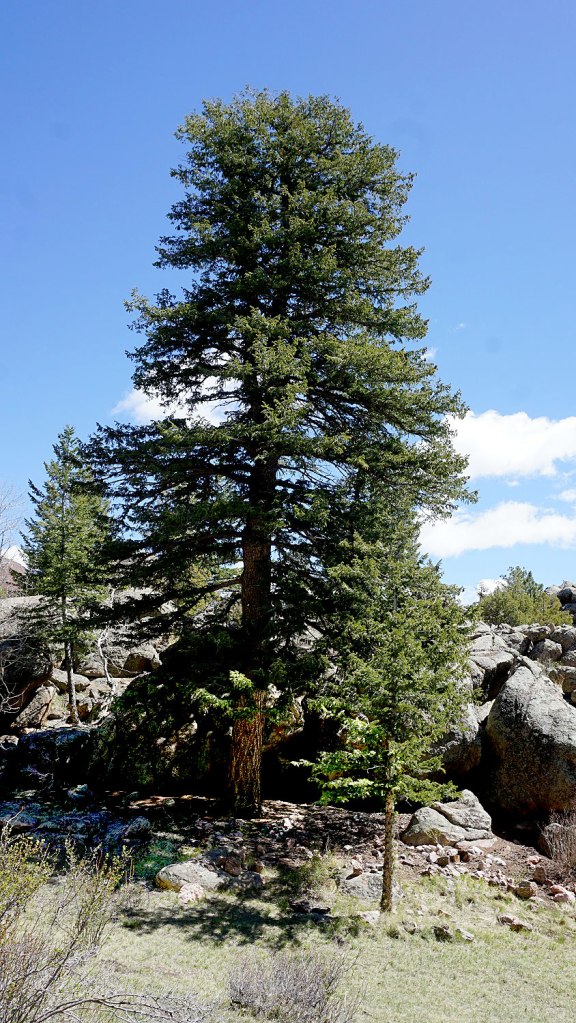 29.5 inch Douglas Fir against a granite outcropping, under a sunny blue sky.